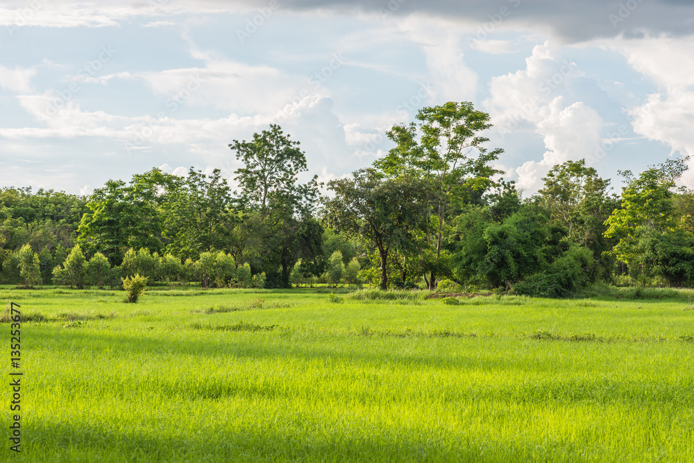 Wall mural Rice field green grass cloud cloudy landscape background