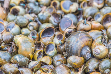 blow flies feed on snails carcass