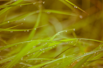 Close up of Rain drops on leaf of green grass, macro, Image is s