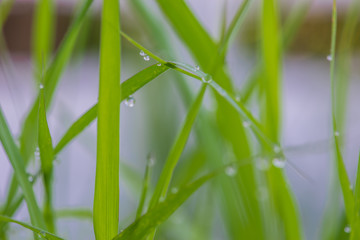 Close up of Rain drops on leaf of green grass, macro