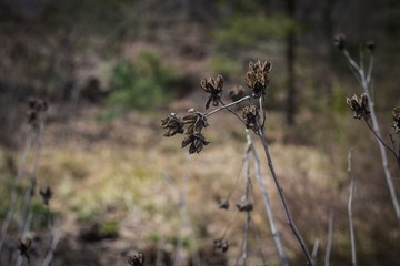 Dried flowers, fall