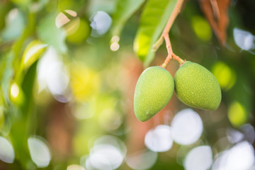 Bunch of raw green mango on tree.