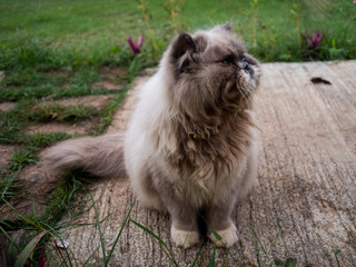 Naklejka na ściany i meble cat in the garden, Outdoor cat.