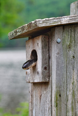 A black rat snake searching for a meal inside a bird box in a state park in Connecticut