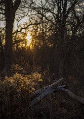Beautiful Prairie Views