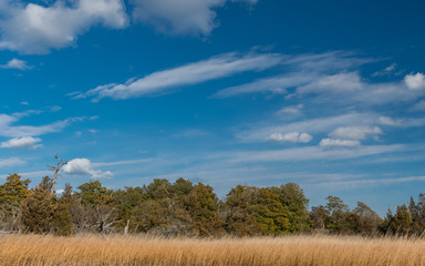 Salt Marsh and Cedars