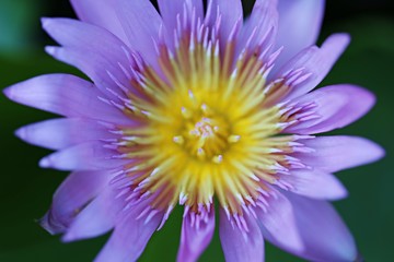 Closeup Purple lotus soft focus background. Beautiful lotus flowers