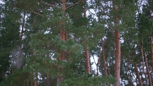 snow in the forest