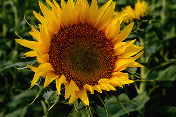 big sunflower