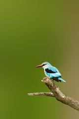 Adult Woodlands kingfisher perched on a branch, lots of copy space. Halcyon senegalensis