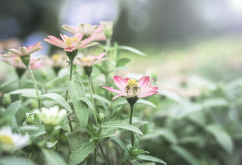 Fototapeta premium Colorful flowers for background