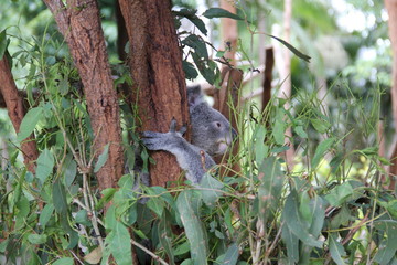 Koala in Tree