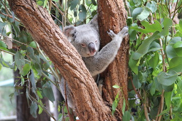 Fototapeta na wymiar Koala in Tree