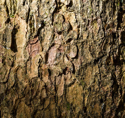 Tree bark texture