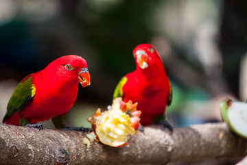Chattering Lory, Colorful bird