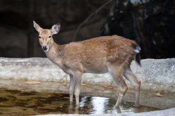 Asian Deer in the nature background.