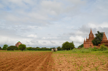 Ox cart ploughing the furrow in Bagan, Myanmar