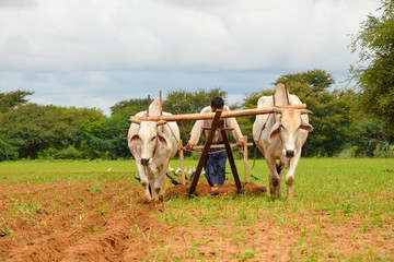 Ox cart ploughing the furrow in Bagan, Myanmar