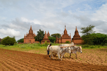 Ox cart ploughing the furrow in Bagan, Myanmar