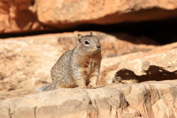 Wild Squirrel :Grand Canyon