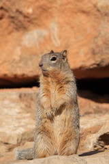 Naklejka na ściany i meble Wild Squirrel :Grand Canyon