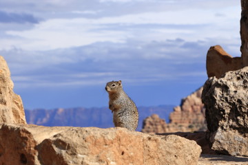 Wild Squirrel :Grand Canyon