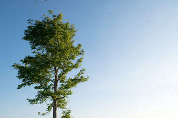 tree and sky background