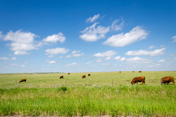 Happy cows green pasture on blue sky day