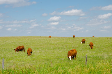 Happy cows green pasture on blue sky day