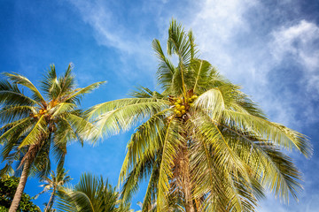 green palm tree with coconuts against the bright blue sky. Beaut