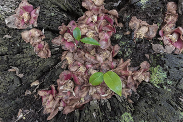 wilted flower petal on timber. natural background