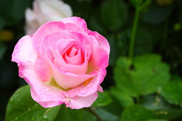 Pink and White Rose