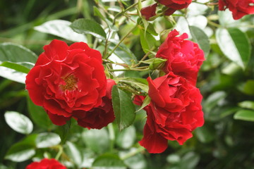 Red miniture Rose