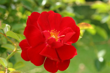 Red miniture Rose