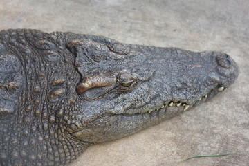 Crocodile lying