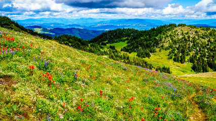 Hiking through Alpine Meadows full of colorful Wildflowers to Tod Mountain in the Shuswap Highlands of central British Columbia