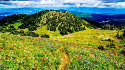 Hiking through Alpine Meadows full of colorful Wildflowers to Tod Mountain in the Shuswap Highlands of central British Columbia