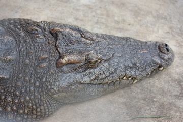 Crocodile lying