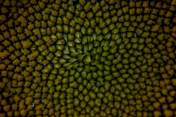 Close up middle of sunflower.