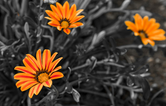Three Orange Daisies