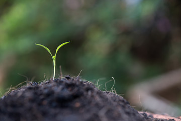 Close up of young sprout grow.