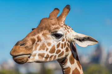 Close up of giraffe against blue sky on the background