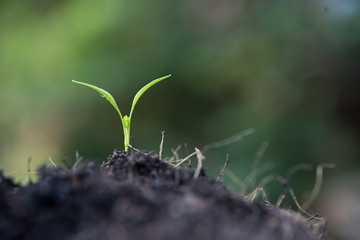 Close up of young sprout grow.