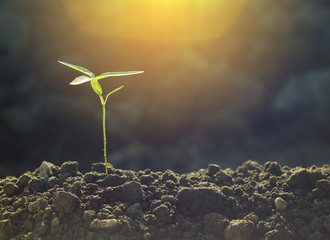 Green plant growing with sunlight. nature background