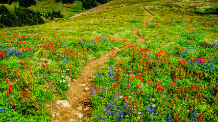 Hiking through Alpine Meadows full of colorful Wildflowers to Tod Mountain in the Shuswap Highlands of central British Columbia