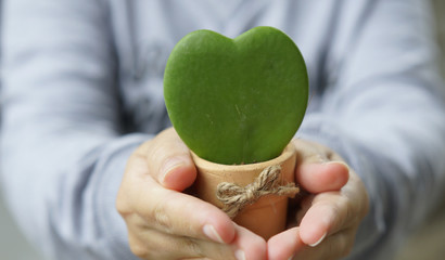 Hoya Kerrii, Sweetheart Hoya Care, Symbol of love, A gift for Va © fgnopporn