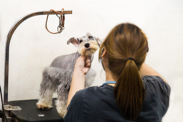 Groomer trim groom pet dog with scissor in salon
