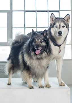 Otto&Nellie