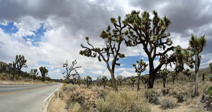 Car Driving on American Highway through Joshua Tree National Park, California Desert