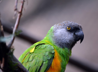 Green Parrot/Green Parrot with grey head